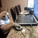 I love Meerko