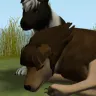 Land Of The Wolves