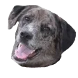 ChipFonte
