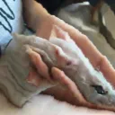 The Cult of Rat Bot