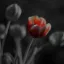 🌷𝗕𝗹𝗮𝗰𝗸 𝗧𝘂𝗹𝗶𝗽
