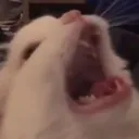 The Unending Nightmare of Walrus
