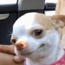 Chiper umplut