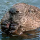Beaver Dam