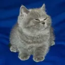 Khajiit Wares