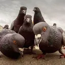 𝑳𝒂 𝑬𝒔𝒒𝒖𝒊𝒏𝒂 𝒅𝒆𝒍 𝑽𝒊𝒓𝒈𝒆𝒏