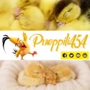 Pueppili454