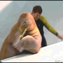 The Walrus Server