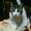 どてちんⅡ