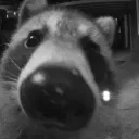 Raccoon City!
