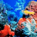 ShArkN0's Reef