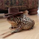 Country Toad Take Me Home
