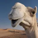 Camel Discord Server Icon