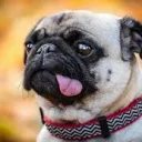 Pug, o cachorro
