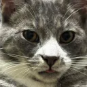 meow