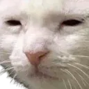 Mitko