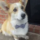 Corgi Pack