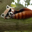The Panda Den