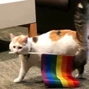 Cat House 🏠