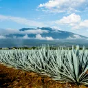 Midwest Tequila