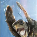 Panzer Castle of the Turtle!