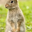 Rubzys Rabbits