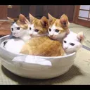 ~猫鍋cafe~公安9課本店