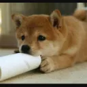 犬小屋(ニコ生)