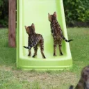 Cat's Playground