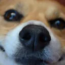 Corgi Dome