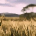 World of Cultivation