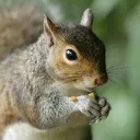 Be A Squirrel