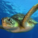Turtle Squad