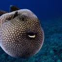 Fish Chat
