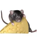 ImpendingFish's Rat Land