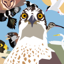 Discovery icon for Birding International Discord server