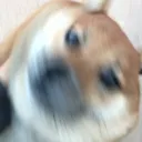 blurrypicturesofdogs