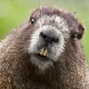 Beavers community
