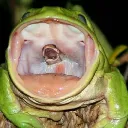 UO Darwinism