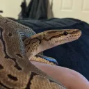 Niche Herpetology References