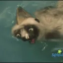 Zoboomafoo Zealots