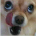 🐶厭世吉娃娃