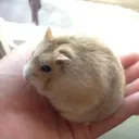 ハムスター愛好会