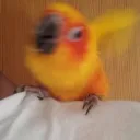 STUNNA BIRD GET EM REAL HOLLYWOOD STAR