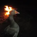 Flaming Goose