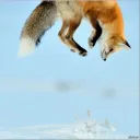 Fox family