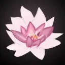 The Lotus