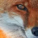 FoXz