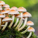 FungusAmongus