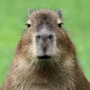 GGXZ